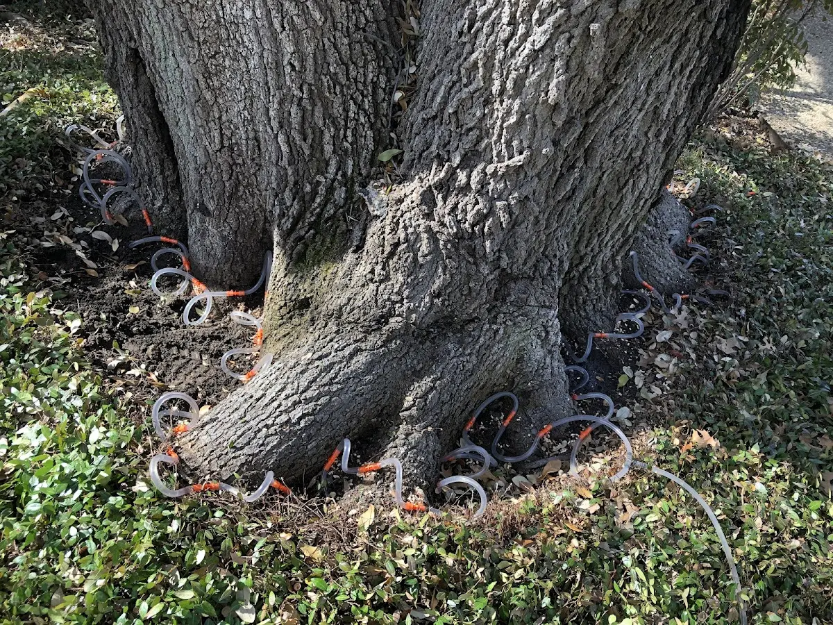 Detailed Tree Cabling and Bracing job site in Palomar Mountain