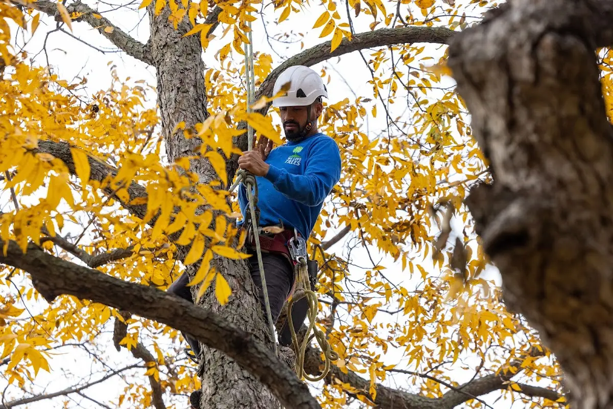 Skilled Tree Pruning crew working in Palomar Mountain